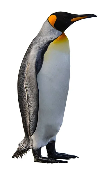 Tučňák Královský Izolovaný Bílém — Stock fotografie