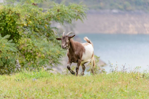 Cute goat at the meadow