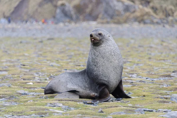 Cute Fur Seal Nature — Stock Photo, Image