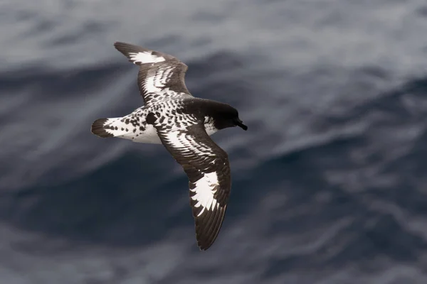 Petrel Antártico Thalassoica Antarctica — Foto de Stock