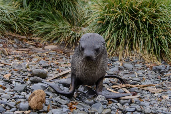 Pälssäl Gräset — Stockfoto