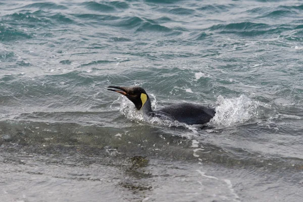 Pingüino Rey Saliendo Del Mar — Foto de Stock