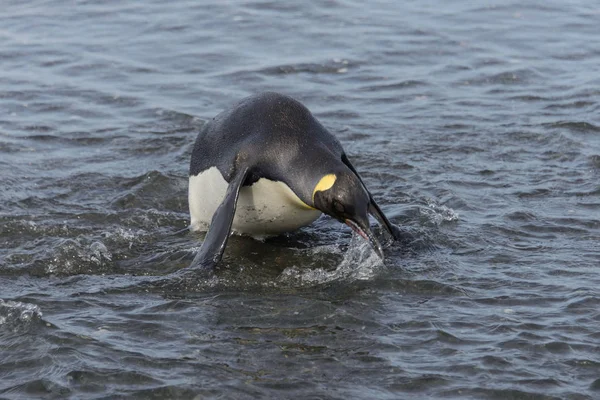 King Penguin Going Sea — Stock Photo, Image