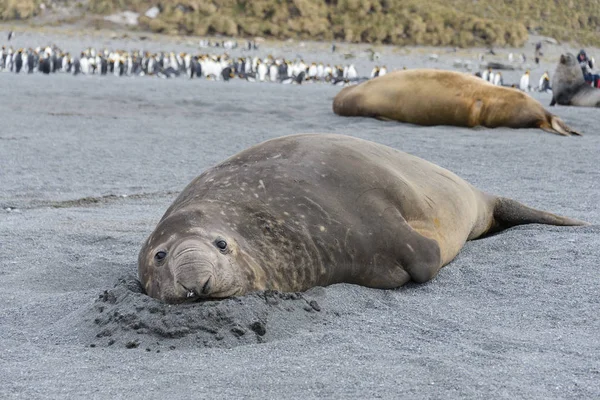 Aggressiva Havet Elefant Havsstranden — Stockfoto