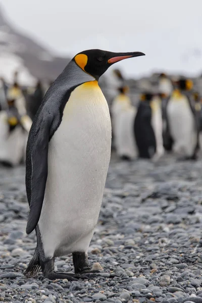 Belo Pinguim Rei Adulto — Fotografia de Stock
