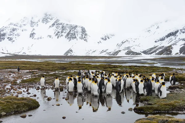 Kral Penguenler Güney Georgia Üzerinde — Stok fotoğraf