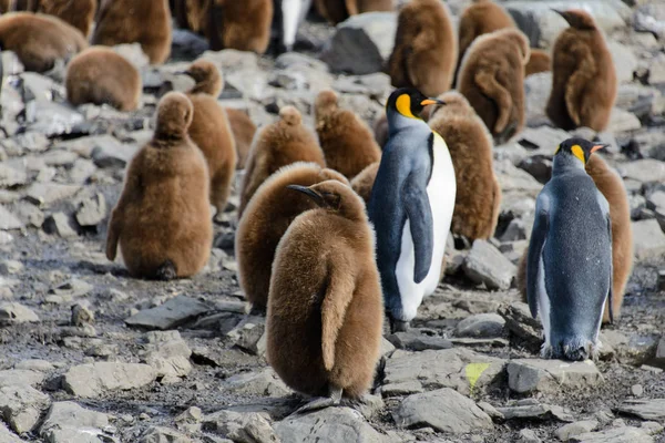 Král Penguin Holky Přírodě — Stock fotografie