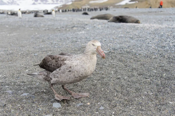 Petrel Olbrzymi Charakterze — Zdjęcie stockowe