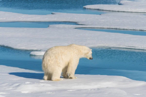 Eisbär Packeis — Stockfoto