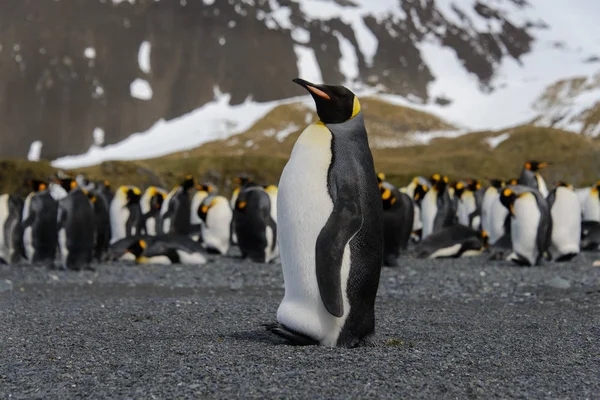 Pingouins Royaux Sur Île Géorgie Sud — Photo