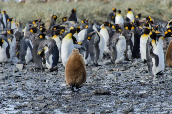 King penguin chicks at nature