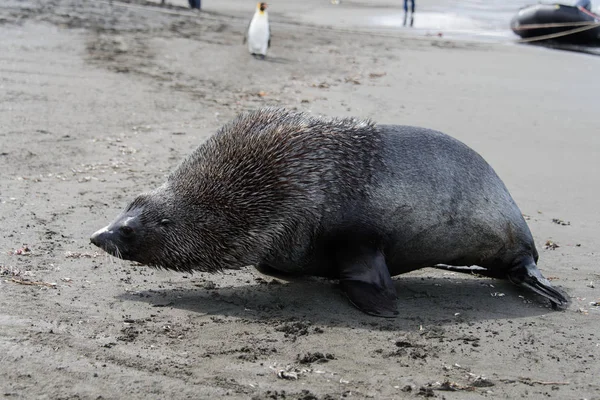 Linda Foca Piel Naturaleza — Foto de Stock