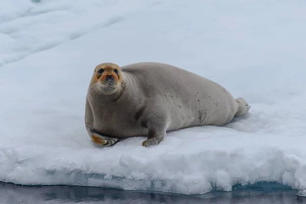 Fur Seal Nature — Stock Photo, Image