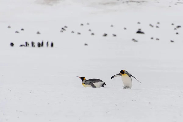 King Penguins South Georgia Island — Stock Photo, Image