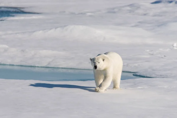 Oso Polar Paquete Hielo — Foto de Stock