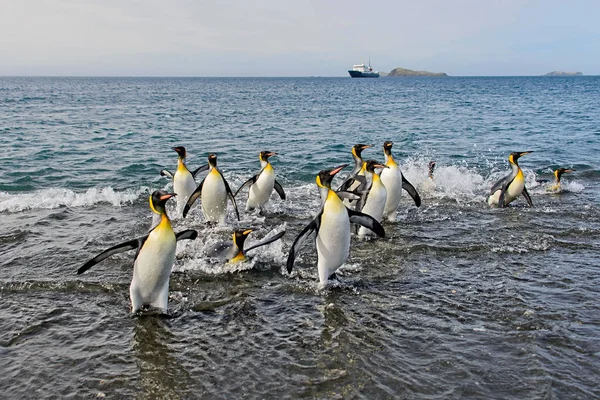 Roi Pingouins Allant Mer — Photo