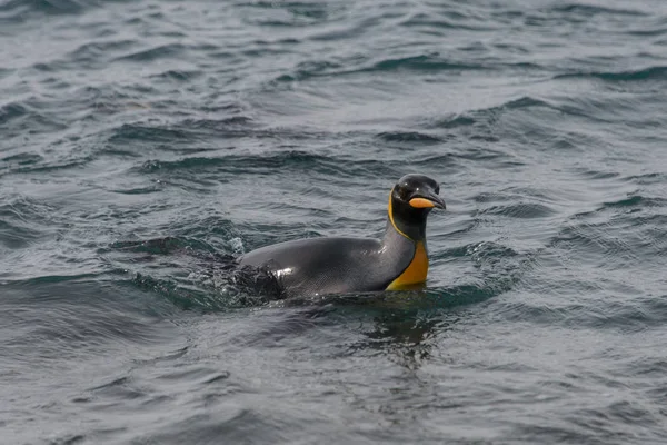 Pingüino Rey Saliendo Del Mar — Foto de Stock