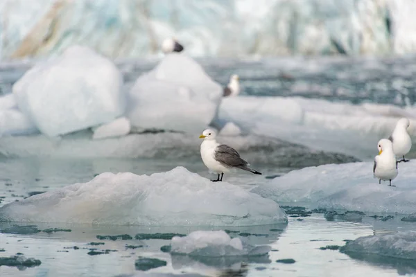 Arktiska Landskapet Svalbard — Stockfoto