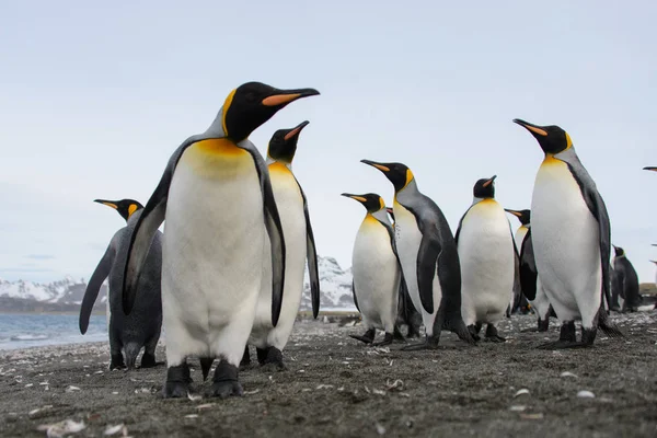 Pinguins Rei Ilha Geórgia Sul — Fotografia de Stock