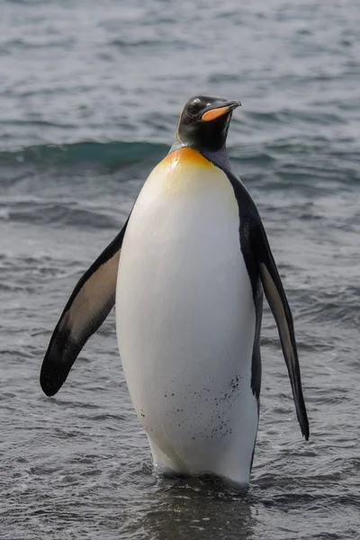 Königspinguin Geht Aus Dem Meer — Stockfoto