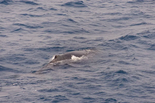 Humpback Whale Fin Sea — Stock Photo, Image