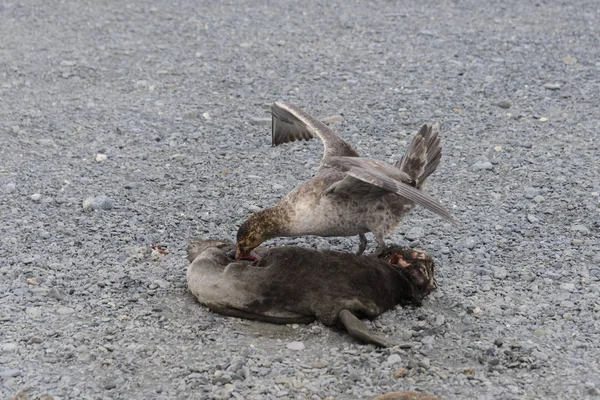 小松鼠吃死海豹 — 图库照片