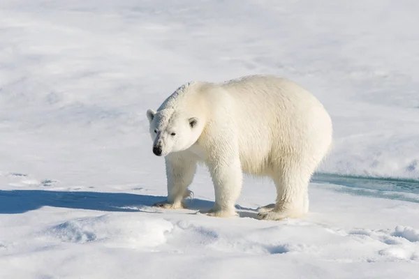 Polar Bear Pack Ice — Stock Photo, Image