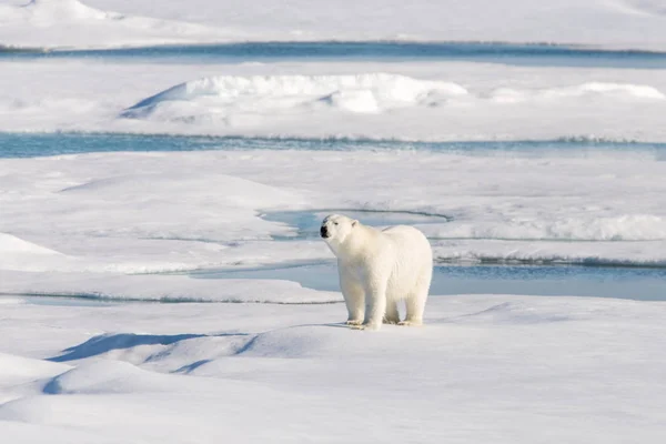 Oso Polar Paquete Hielo — Foto de Stock