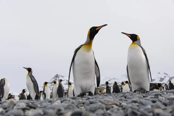 King Penguins South Georgia Island — Stock Photo, Image
