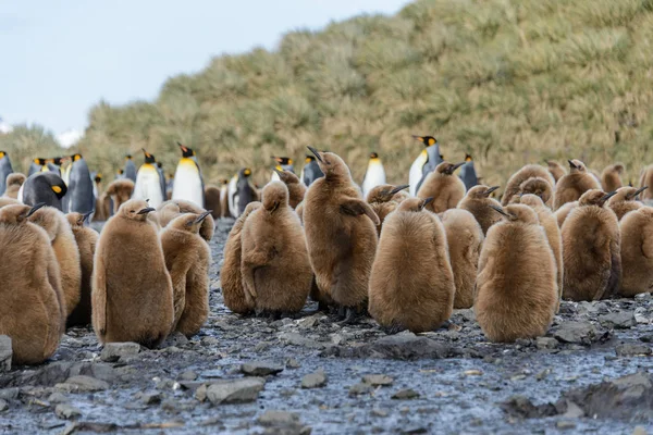 Belo Pinguim Rei Adulto — Fotografia de Stock