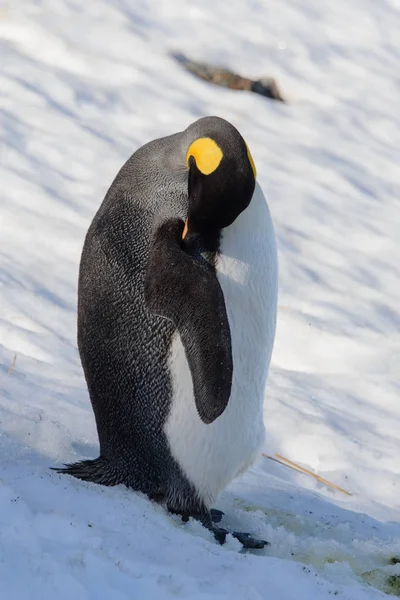 Pingüinos Rey Georgia Del Sur — Foto de Stock