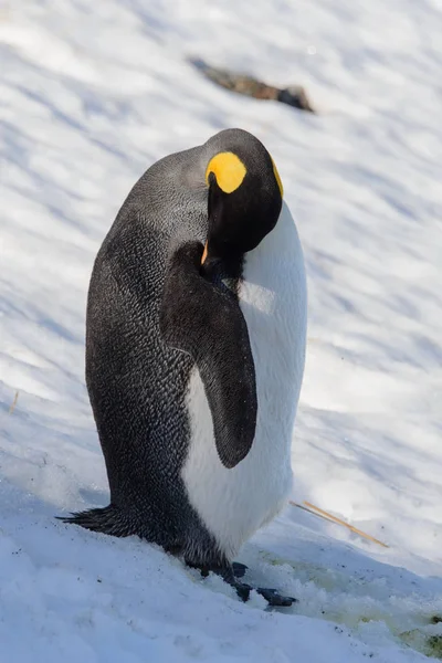 King Penguins South Georgia — Stock Photo, Image