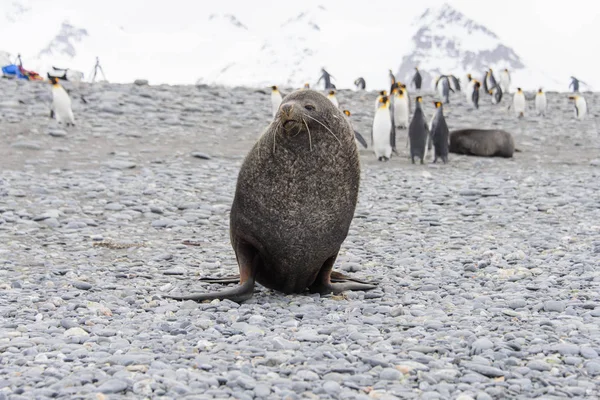 Elephant seal sleeping at nature