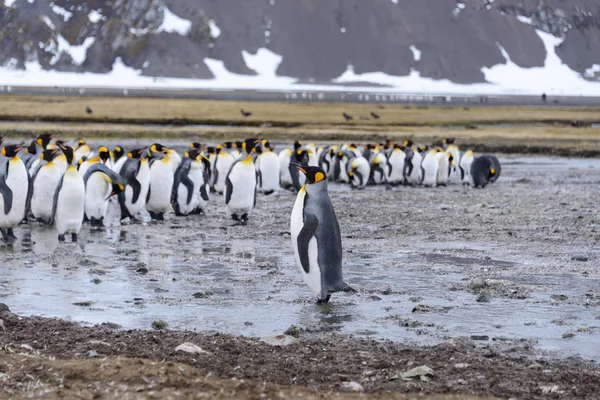 Pingouins Royaux Géorgie Sud — Photo