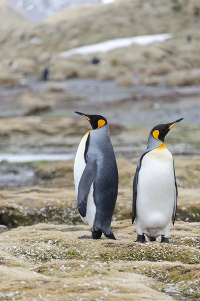 Pinguins Rei Geórgia Sul — Fotografia de Stock