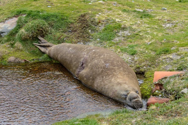 Elephant seal sleeping at nature