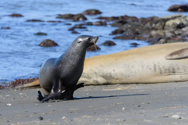 Foca Elefante Durmiendo Naturaleza — Foto de Stock