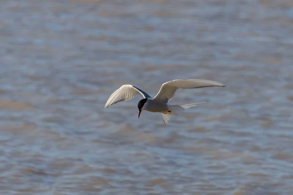 Gaivota Enquanto Voa Acima Mar — Fotografia de Stock