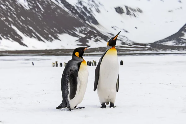 Pingouins Royaux Sur Île Géorgie Sud — Photo