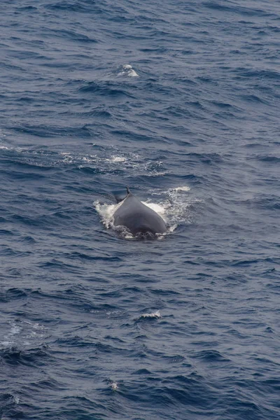 Aleta Ballena Jorobada Mar — Foto de Stock