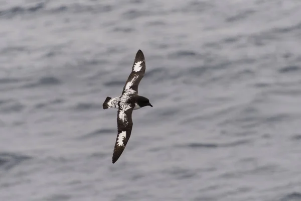 Petrel Antártico Thalassoica Antarctica — Foto de Stock