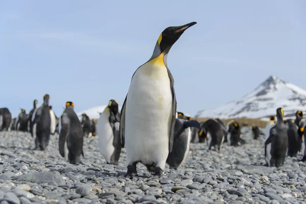 Beautiful Adult King Penguin — Stock Photo, Image