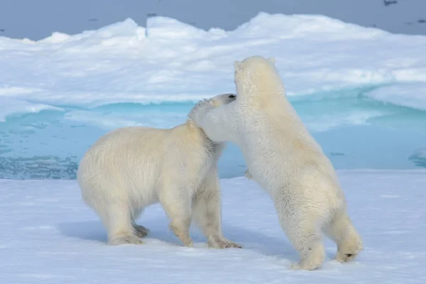Dos Cachorros Oso Polar Jugando Juntos Hielo Norte Svalbard —  Fotos de Stock