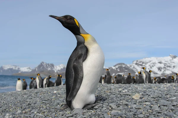 Hermoso Pingüino Rey Adulto Imagen de archivo