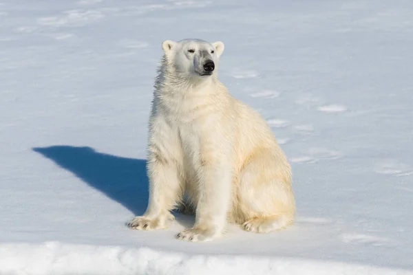 Lední Medvěd Sedící Sněhu Royalty Free Stock Fotografie