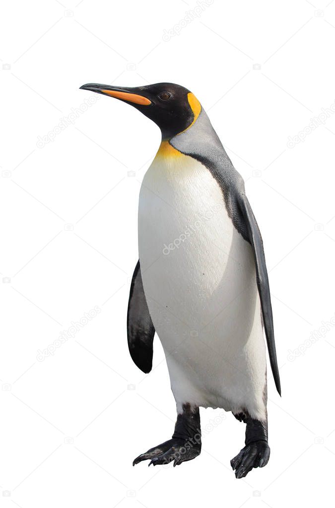 Beautiful adult king penguin