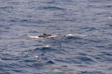 Kambur balina fin o Denizi