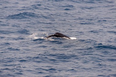 Kambur balina fin o Denizi