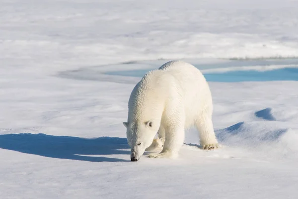 Urso Polar Embalagem Gelo — Fotografia de Stock