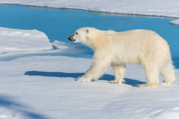 Polar bear on the pack ice